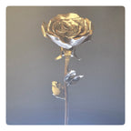 Rose (Pack of 1) - As low as 35$/Unit