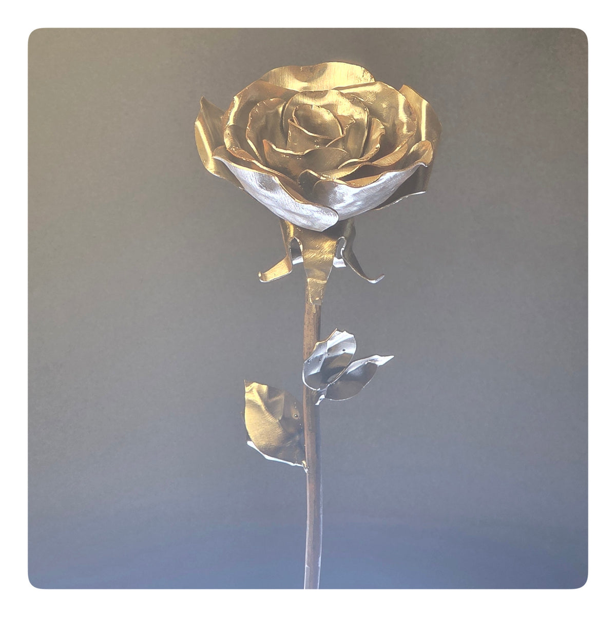 Rose (Pack of 1) - As low as 35$/Unit