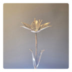 Oriental Lily (Pack of 1) - As low as 35$/Unit