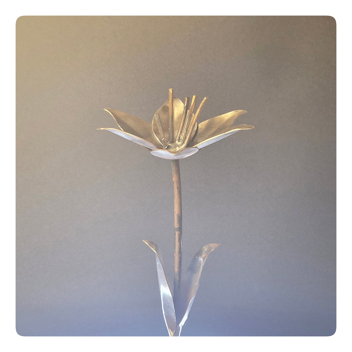 Oriental Lily (Pack of 1) - As low as 35$/Unit